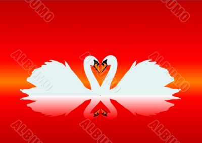 Gracious swans