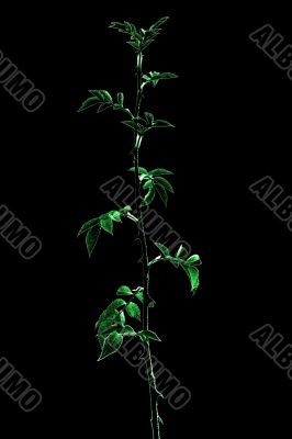 dog-rose sprout