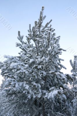 evergreen tree