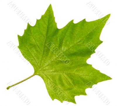 green maple leaf