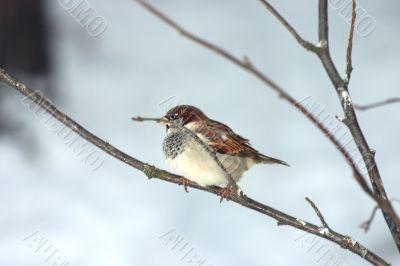 sparrow