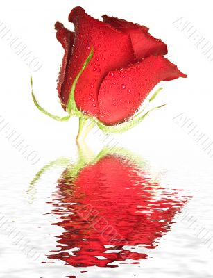 red rose covered by drops