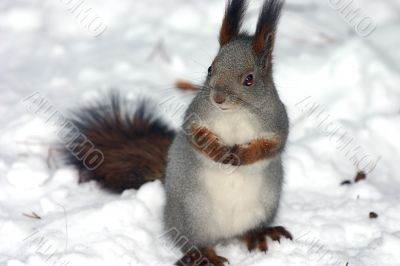 squirrel