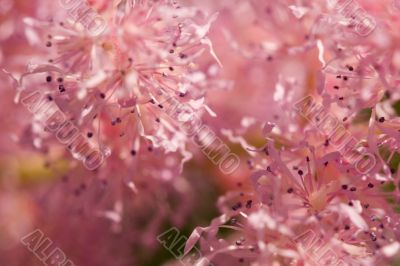 Flower abstraction