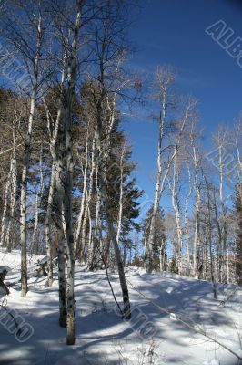 Winter, aspens in snow