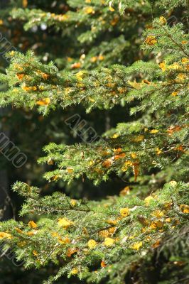 Spruce tree branches