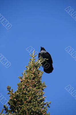 Crow on top of fir tree