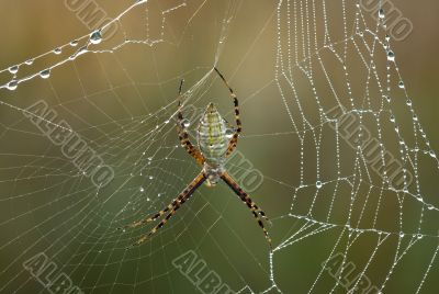 Black and Yellow Garden Spider