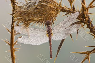 Dew Covered Dragonfly
