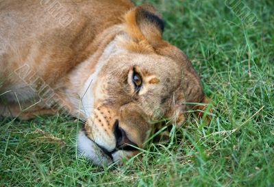 Lioness