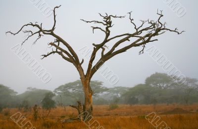 African Tree Shape