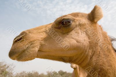 sahara camel