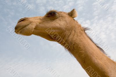 sahara camel