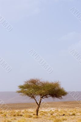 one lone tree in desert