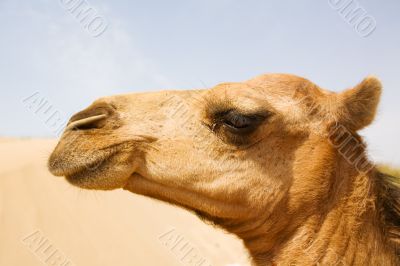 head of camel