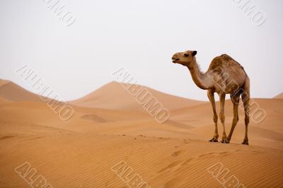 Camel in Sahara