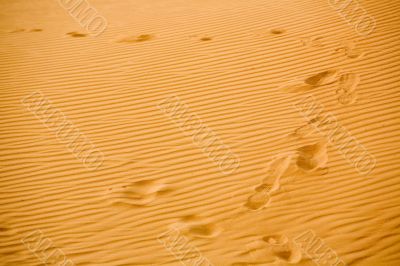 Footprint on Arabian Sand Dunes