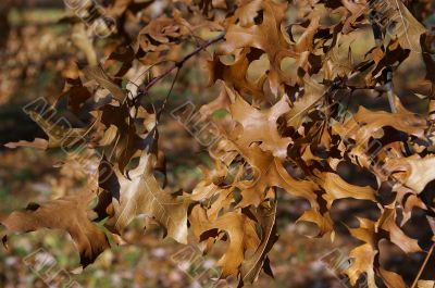 Brown leaves
