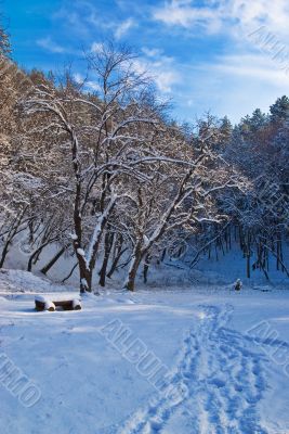 Path in Snow