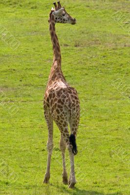 Giraffe