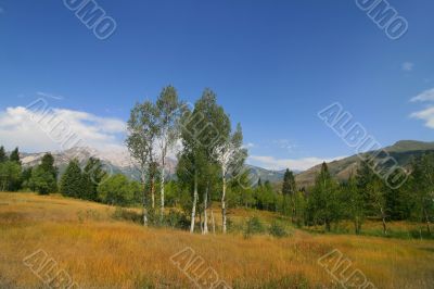 Mountain Meadow 6