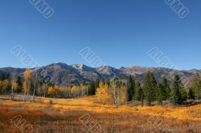 Mountain Meadow 5