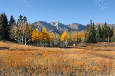 High Mountain Meadow