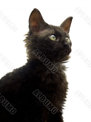 portrait of black kitten