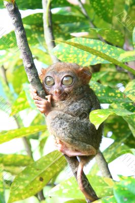 tarsier monkey