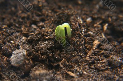 Plant.