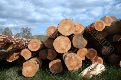Logs on a glade.