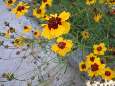 Decorative yellow-red flowers in the garden