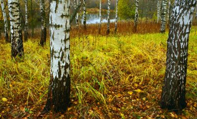 White Birches, yellow foliage.
