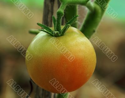 I shall soon ripen.