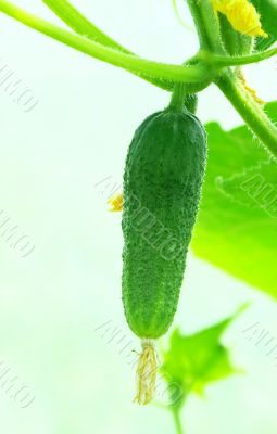 Green cucumber.