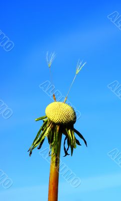 Last seeds.