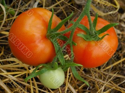 Three tomatoes.