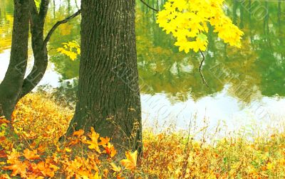 Autumn waltz.