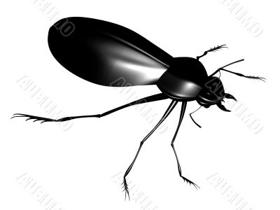 Black bug