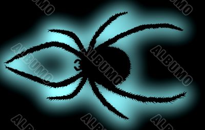 Black spider.