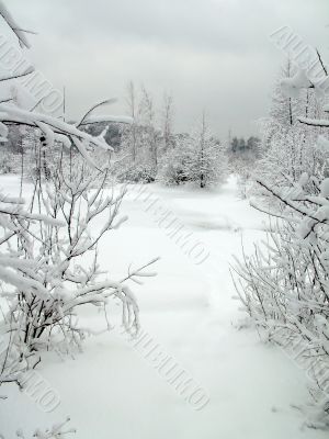 In the winter forest