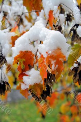 Foliage under the snow