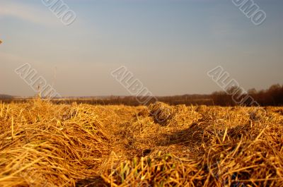 hay field
