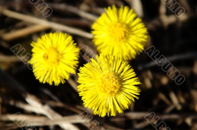 dandelion