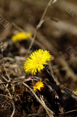dandelion