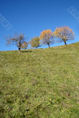 autumn tree