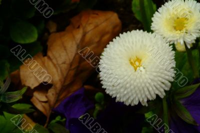 flower