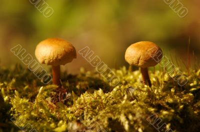 mushrooms