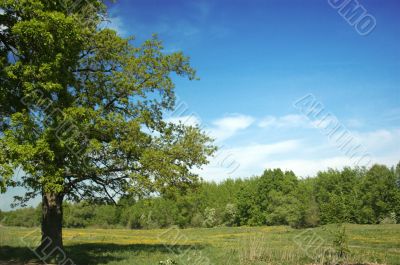 the oak
