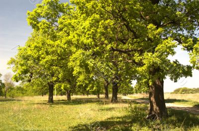 Oak grove